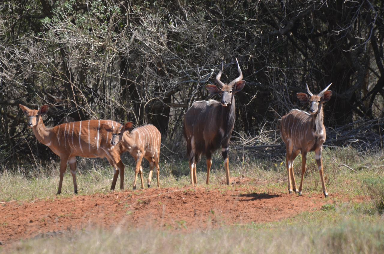 Bushbaby Lodge & Camping Hluhluwe Exteriér fotografie