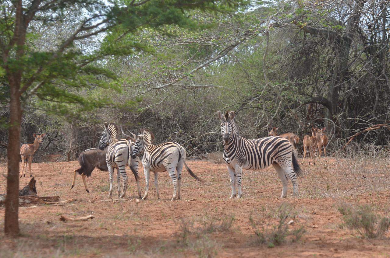 Bushbaby Lodge & Camping Hluhluwe Exteriér fotografie