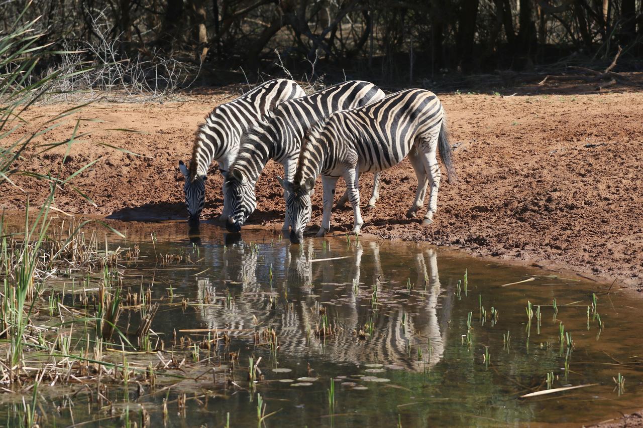 Bushbaby Lodge & Camping Hluhluwe Exteriér fotografie